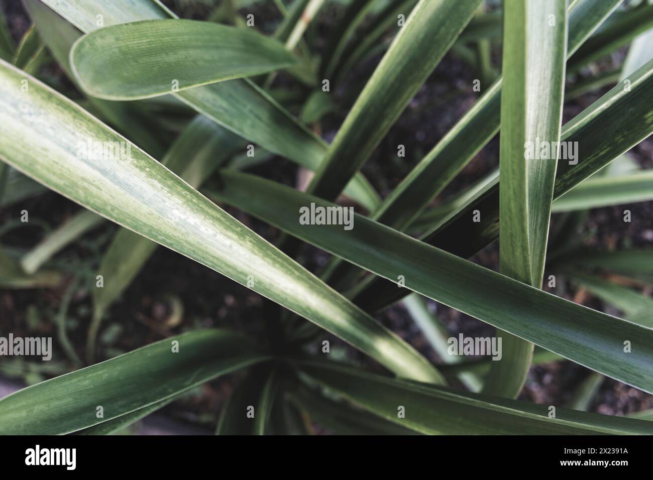 longues feuilles vertes de l'espèce clivia miniata Banque D'Images