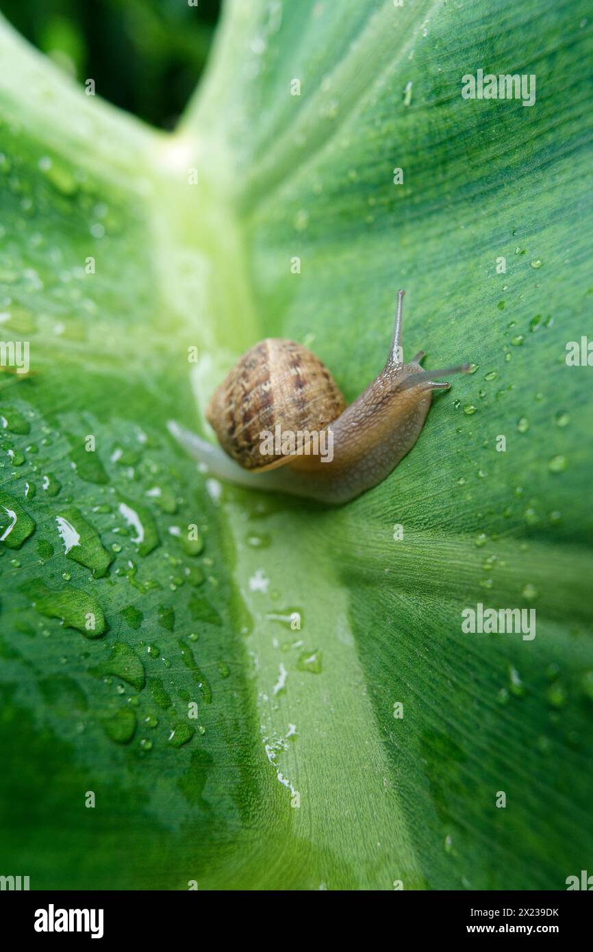 escargot de taille moyenne sur une grande feuille verte mouillée de gouttes de pluie Banque D'Images