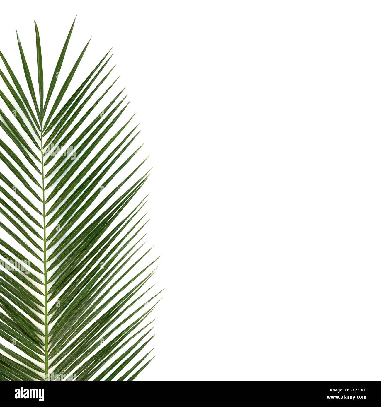 Feuille de palmier de date sur fond blanc. Symbole naturel et originaire des îles Canaries. Flore verte de la nature avec espace de copie. Phoenix canariensis. Banque D'Images Feuille de palmier de date sur fond blanc. Symbole naturel et originaire des îles Canaries. Flore verte de la nature avec espace de copie. Phoenix canariensis. Banque D'Images
