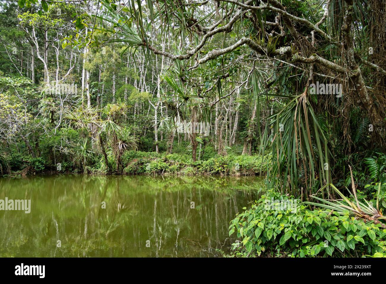 Forêt tropicale, parc national de Varirata, Papouasie-Nouvelle-Guinée Banque D'Images