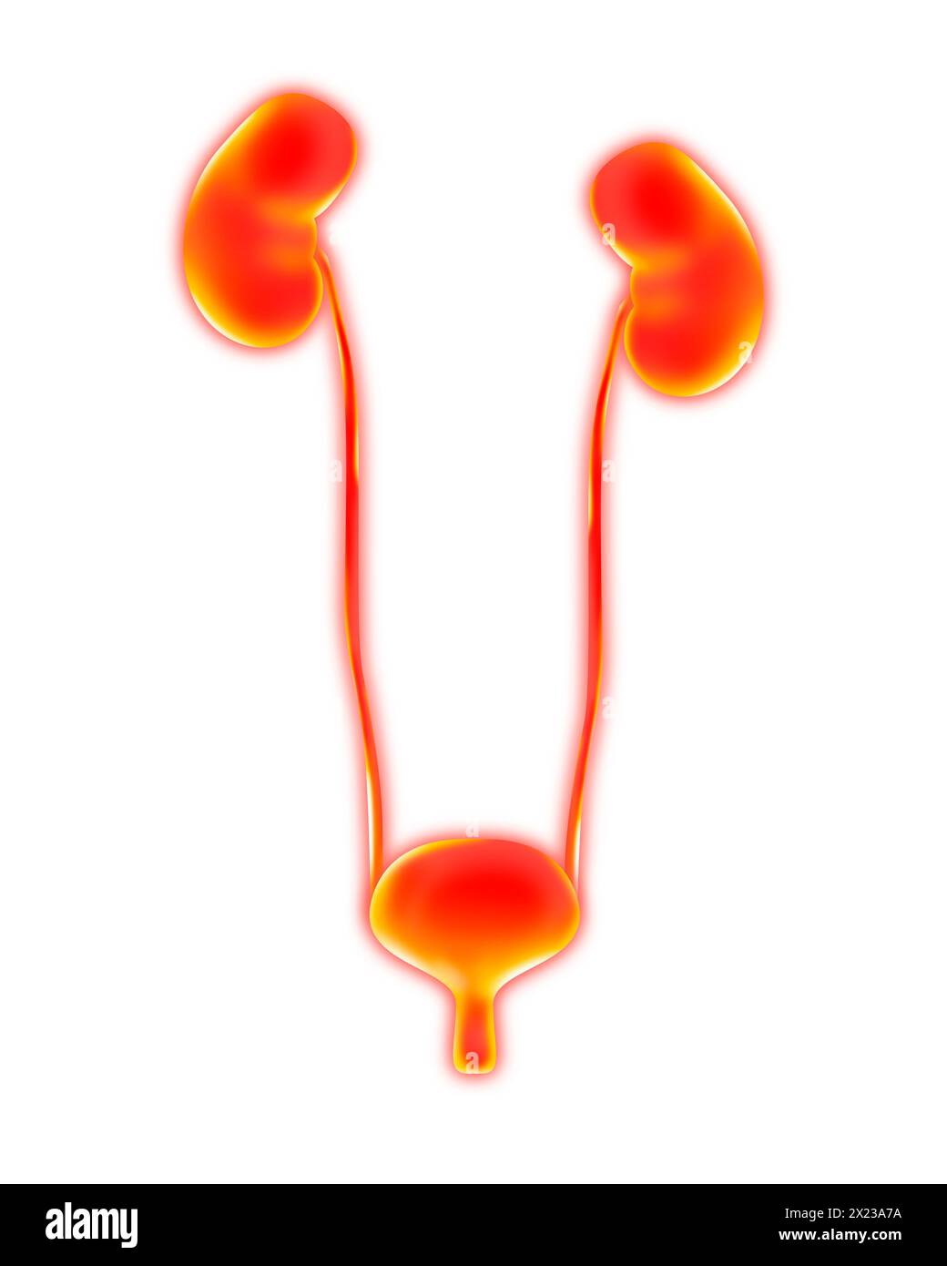 Système urinaire humain sur fond blanc, illustration vectorielle Banque D'Images