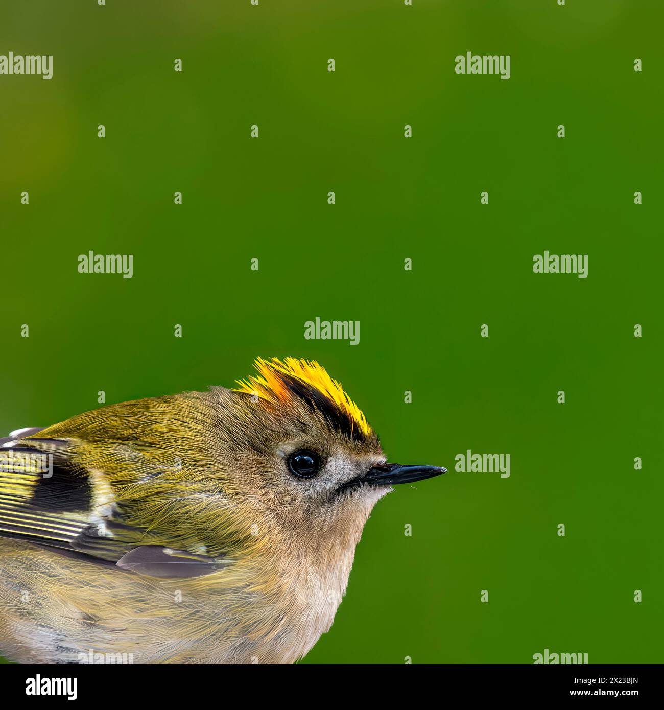 Gros plan d'un doré ou d'un Kinglet couronné d'or sur la fenêtre sur fond vert flou herbeux avec bokeh Banque D'Images