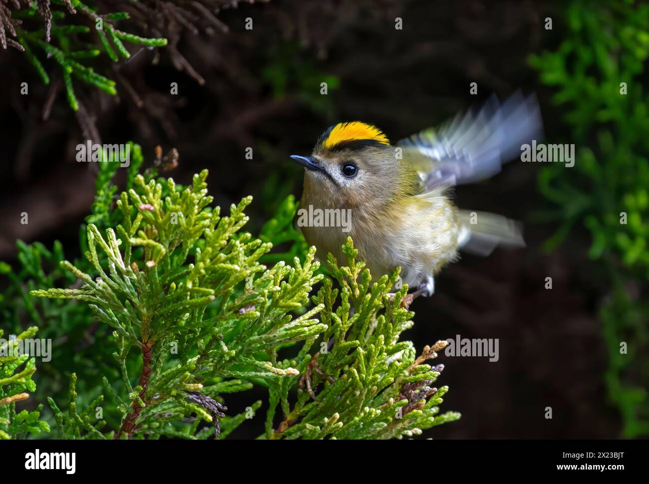 Goldcrest, ou Kinglet couronné d'or volant à Conifer Tree pour atterrir Banque D'Images