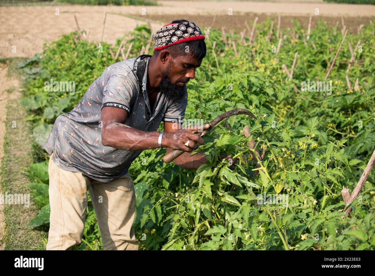 Fatehabad, Comilla-6 février 2024, Un jeune agriculteur travaille avec un kachi dans un champ de tomates. Paysage des champs agricoles au Bangladesh. Banque D'Images