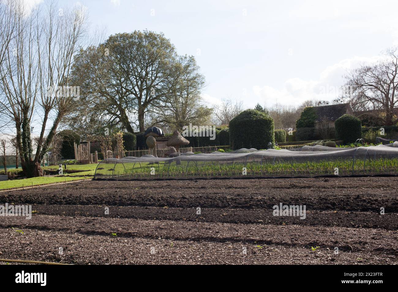 Légumes poussant dans le sol dans le domaine du Manoir aux Quat’saisons dans l’Oxfordshire au Royaume-Uni Banque D'Images