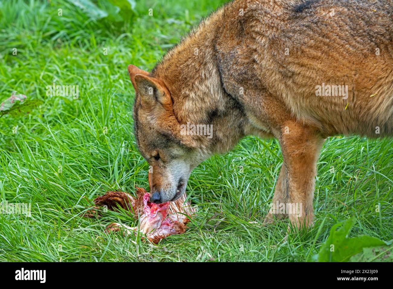 Loup eurasien (Canis lupus lupus) gros plan de loup gris mangeant des proies d'oiseaux tuées dans les prairies / prairies Banque D'Images