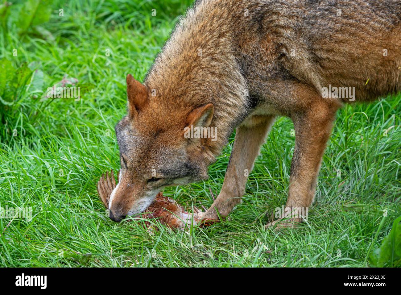Loup eurasien (Canis lupus lupus) gros plan du loup gris mangeant du poulet attrapé dans le champ / prairie Banque D'Images
