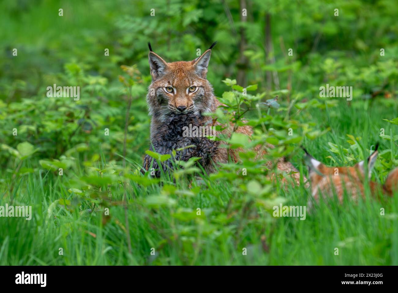 Deux lynx eurasiens juvéniles (Lynx lynx) avec des proies tuées de rats musqués (Ondatra zibethicus) dans des fourrés de forêt Banque D'Images