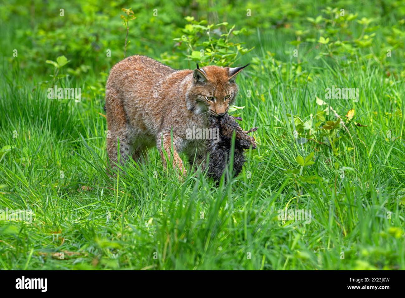 Chasse lynx eurasien (Lynx lynx) marchant avec des proies tuées de rat musqué (Ondatra zibethicus) dans son museau dans les prairies / prairies Banque D'Images