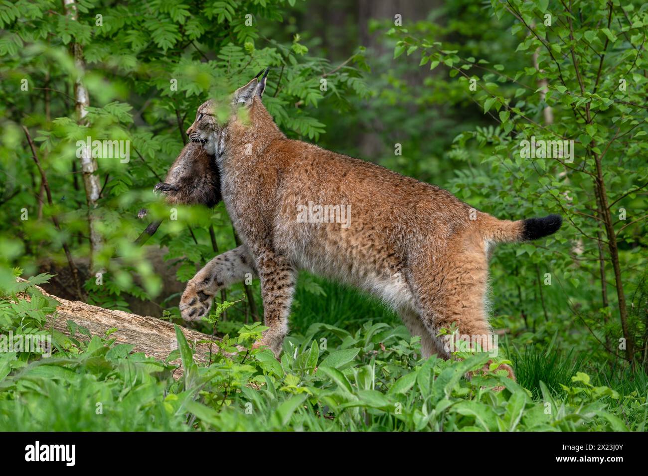 Chasse au lynx eurasien (Lynx lynx) marchant avec des proies de rats musqués (Ondatra zibethicus) capturés dans son museau en forêt Banque D'Images