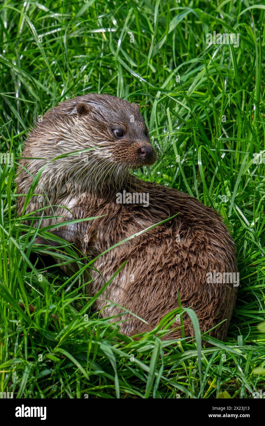 Loutre eurasienne / loutre de rivière européenne (Lutra lutra) reposant dans la prairie sur la rive de la rivière / rive de la rivière Banque D'Images