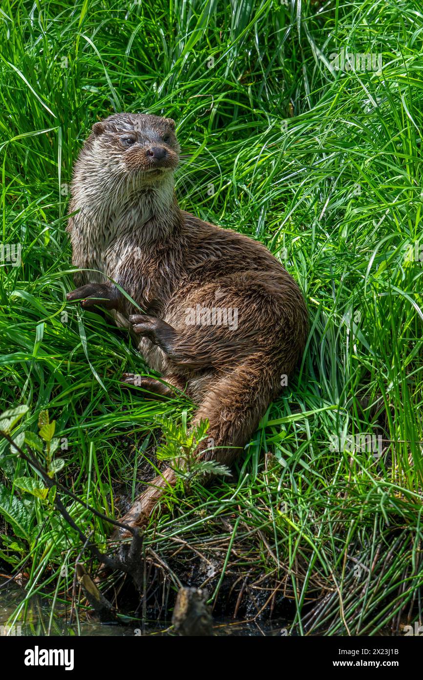 Loutre eurasienne / loutre de rivière européenne (Lutra lutra) reposant dans les prairies sur la rive / rive de la rivière Banque D'Images