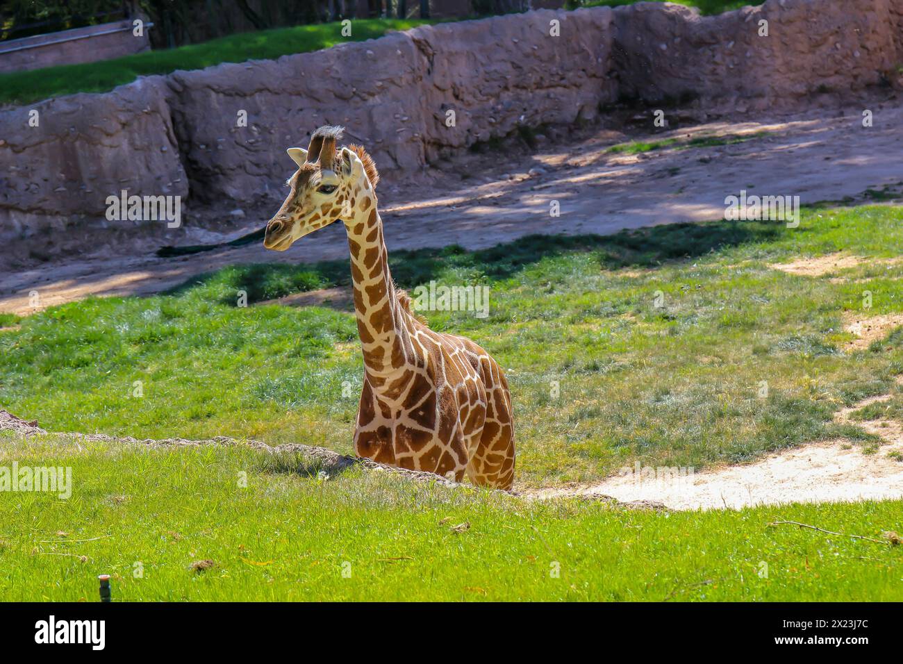 Bébé girafe dans Habitat au zoo local Banque D'Images