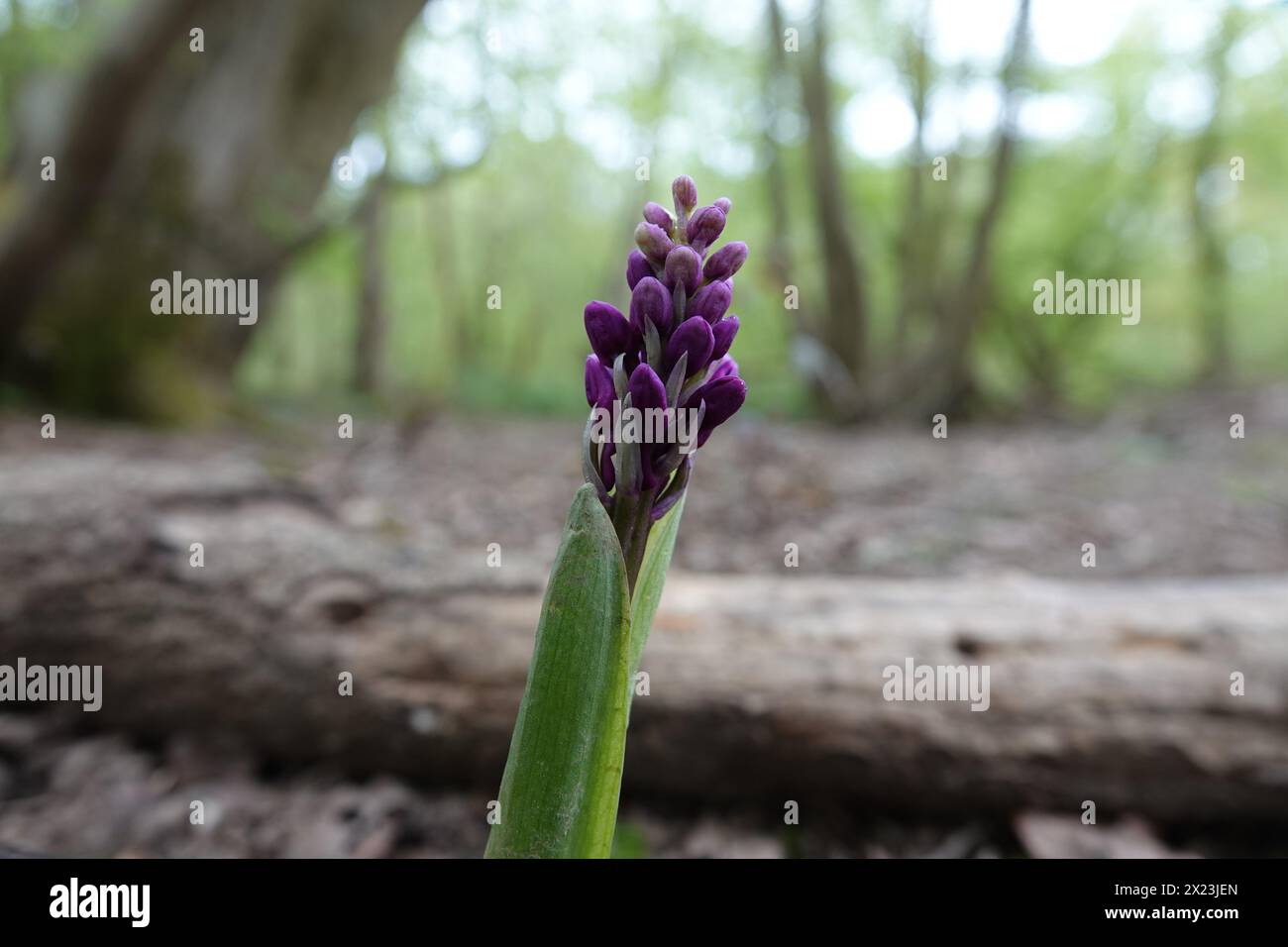 Printemps Royaume-Uni, Early Purple Orchid Buds Banque D'Images