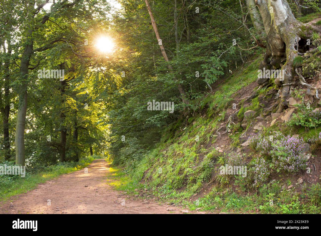 Le soleil du matin brille à travers les arbres dans la forêt du Palatinat, Annweiler am Trifels, Rhénanie-Palatinat, Allemagne Banque D'Images