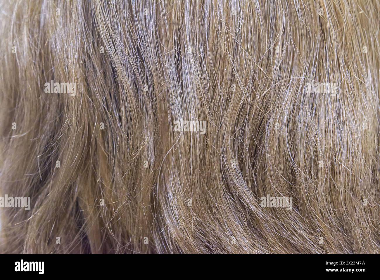 Gros plan sur les cheveux blonds en arrière-plan. Les longs cheveux blonds des femmes. Boucles ondulées brillantes et élégantes. Coloration capillaire. Procédures de coiffure, extension. Banque D'Images
