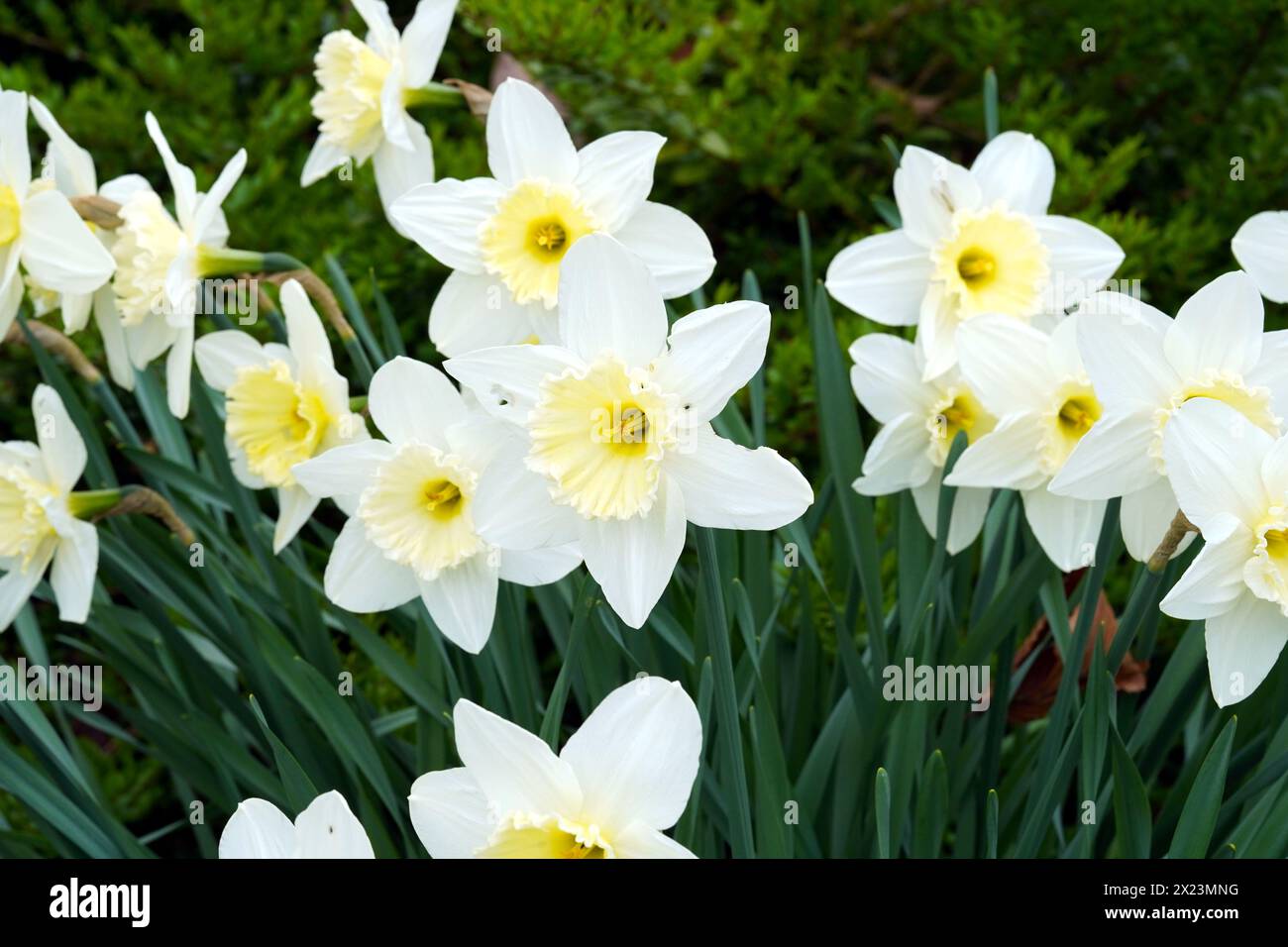 Jonquille Silver Standard en pleine floraison. Il est appelé narcisse en latin et appartient à la famille des amaryllis, les Amaryllidaceae. Banque D'Images