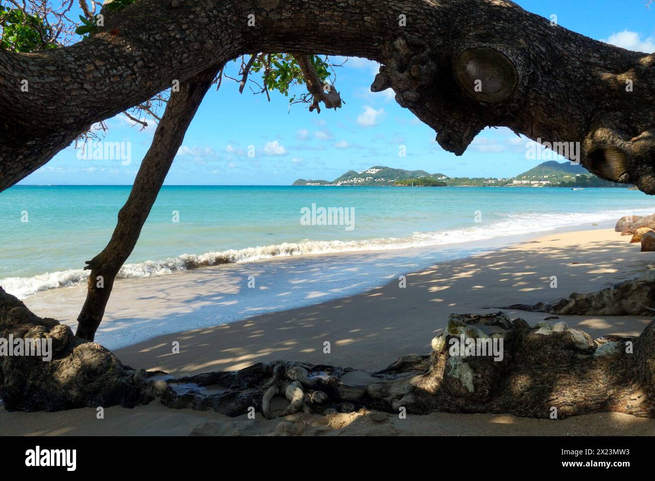 Mer bleu pâle et plage de sable visible sous une branche d'arbre feuillu sur la côte de l'île caribéenne de Sainte-Lucie. Banque D'Images