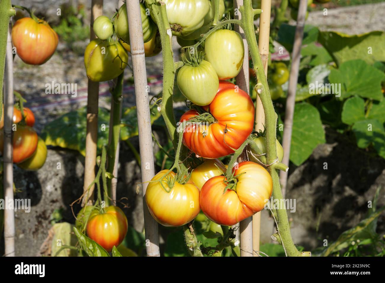 Charnu de tomate beefsteak dans divers états de maturité poussent sur une tige. Sur le fond, il y a plus de plants de tomates avec des fruits. Banque D'Images