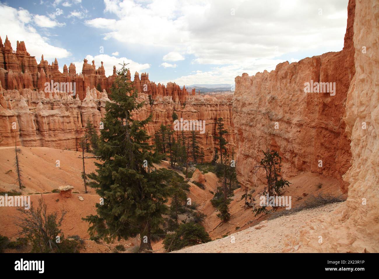 Hoodoos orangés vus depuis Peak-A-Boo Loop Trail dans le parc national de Bryce Canyon, Utah Banque D'Images