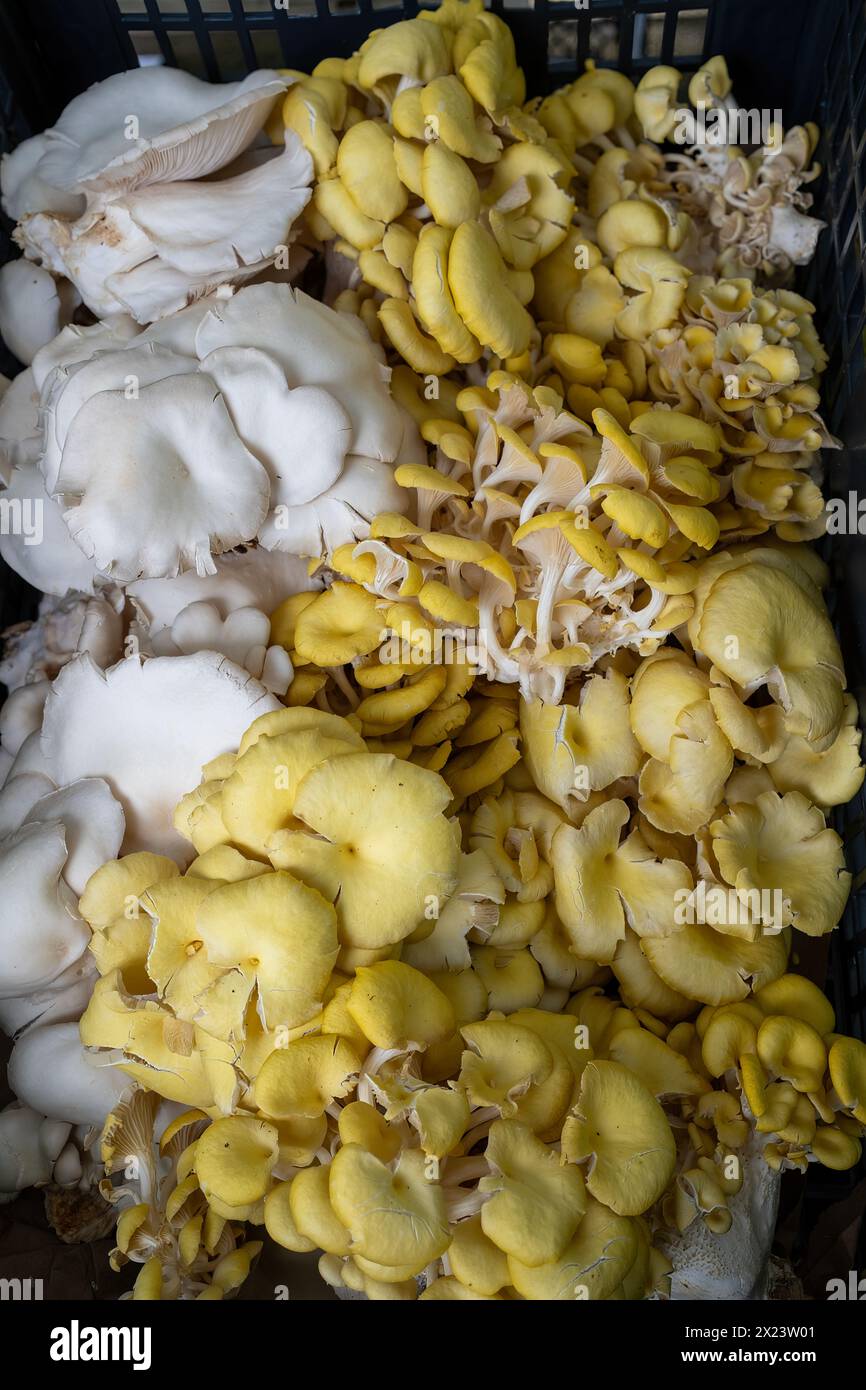 Belle sélection de champignons à Farm Stand Banque D'Images