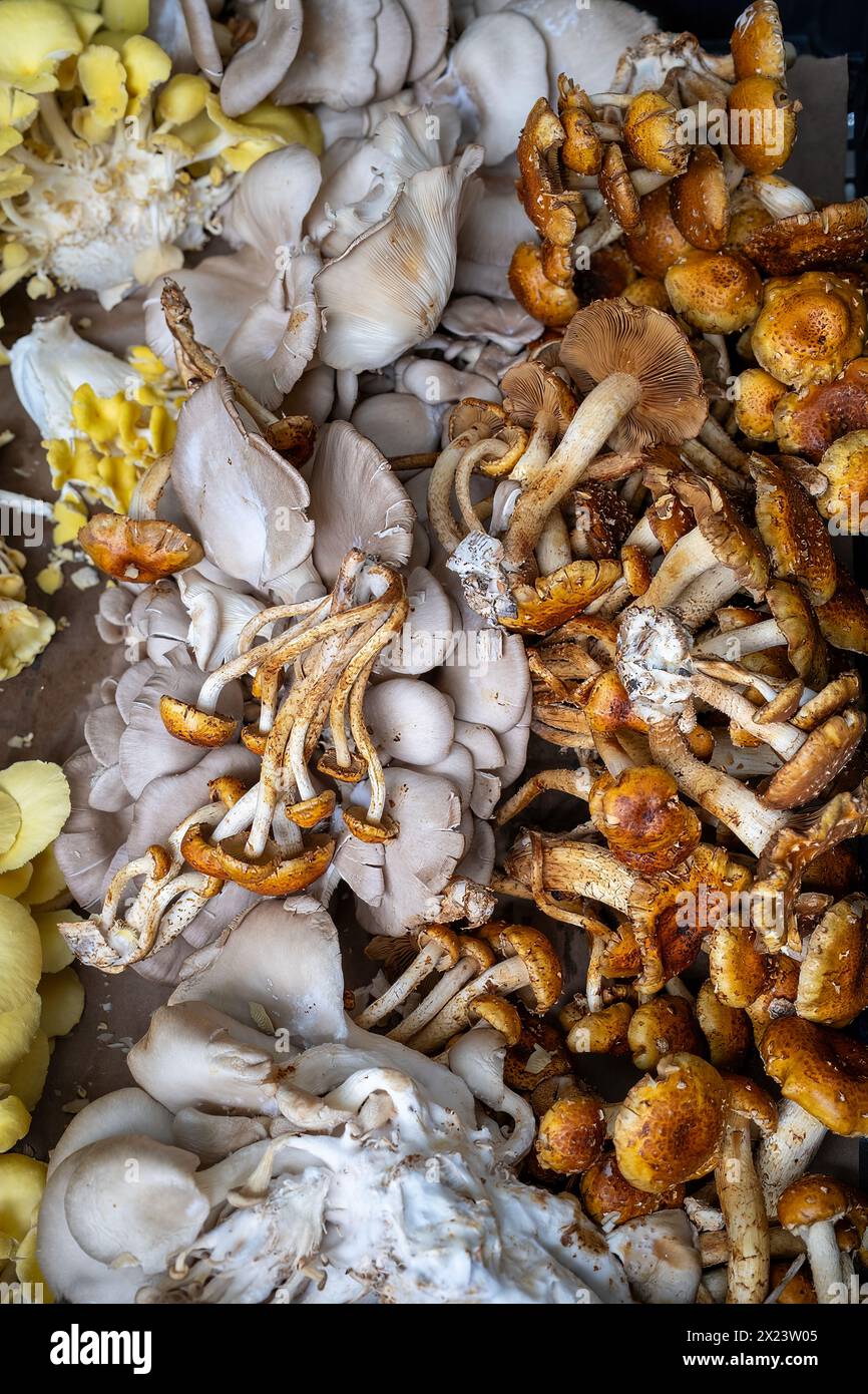 Belle sélection de champignons à Farm Stand Banque D'Images