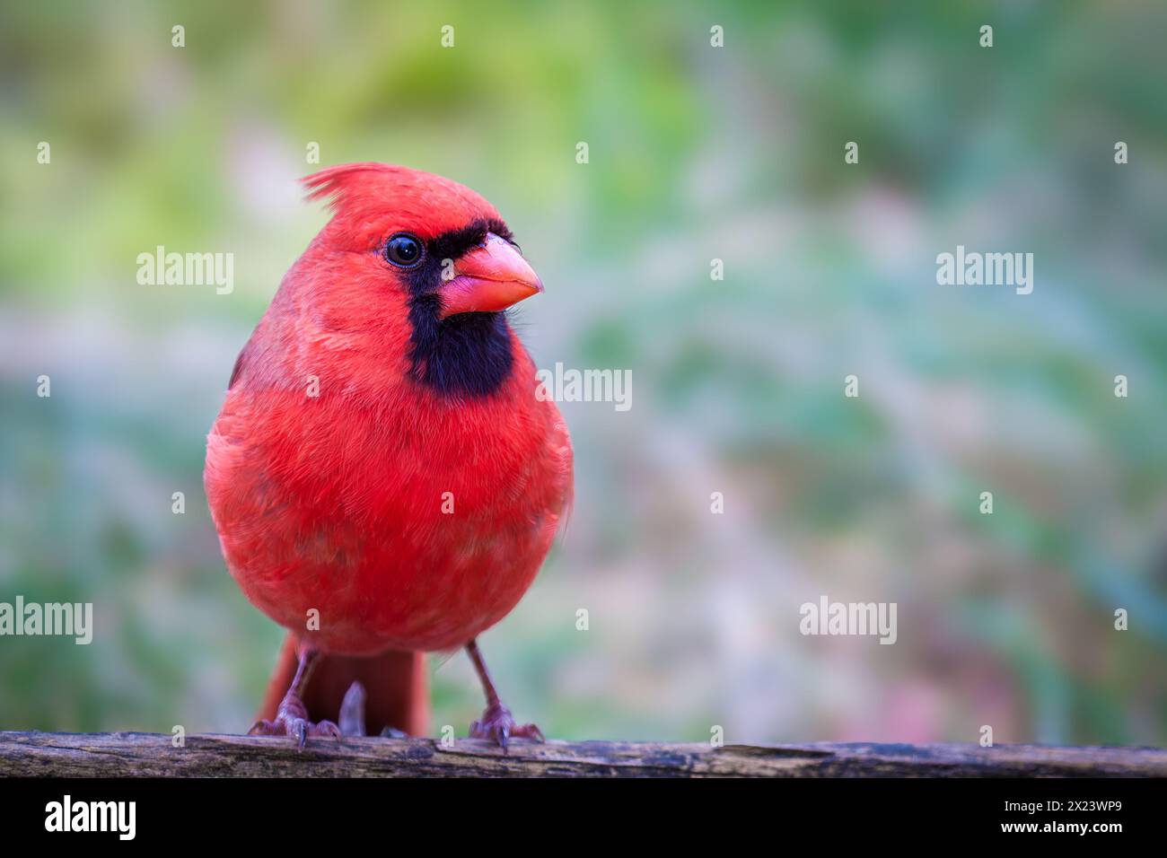 Le Cardinal rouge mâle Banque D'Images