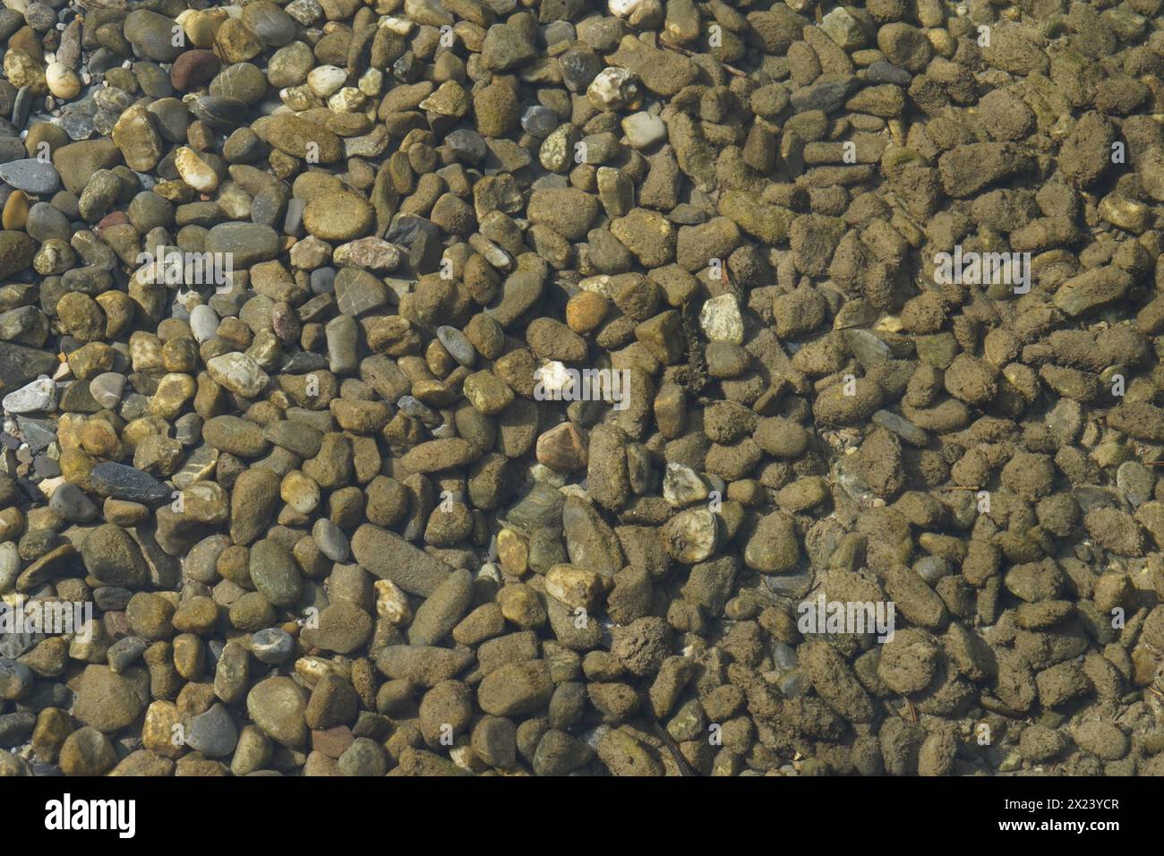 Eau peu profonde du lac de Zurich ou de Zürichsee avec des pierres rondes de couleur brune sur le fond. Banque D'Images