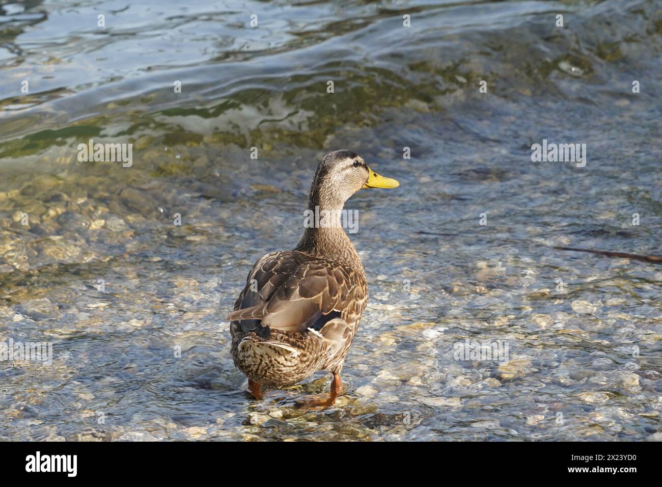 Colvert ou canard sauvage, en latin appelé Anas platyrhynchos oiseau femelle est debout est l'eau peu profonde. Banque D'Images