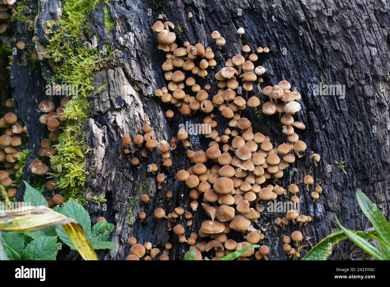 Hypholoma capnoides, champignon comestible de la famille des Strophariacées, poussant sur un tronc d'arbre dacarien. Banque D'Images