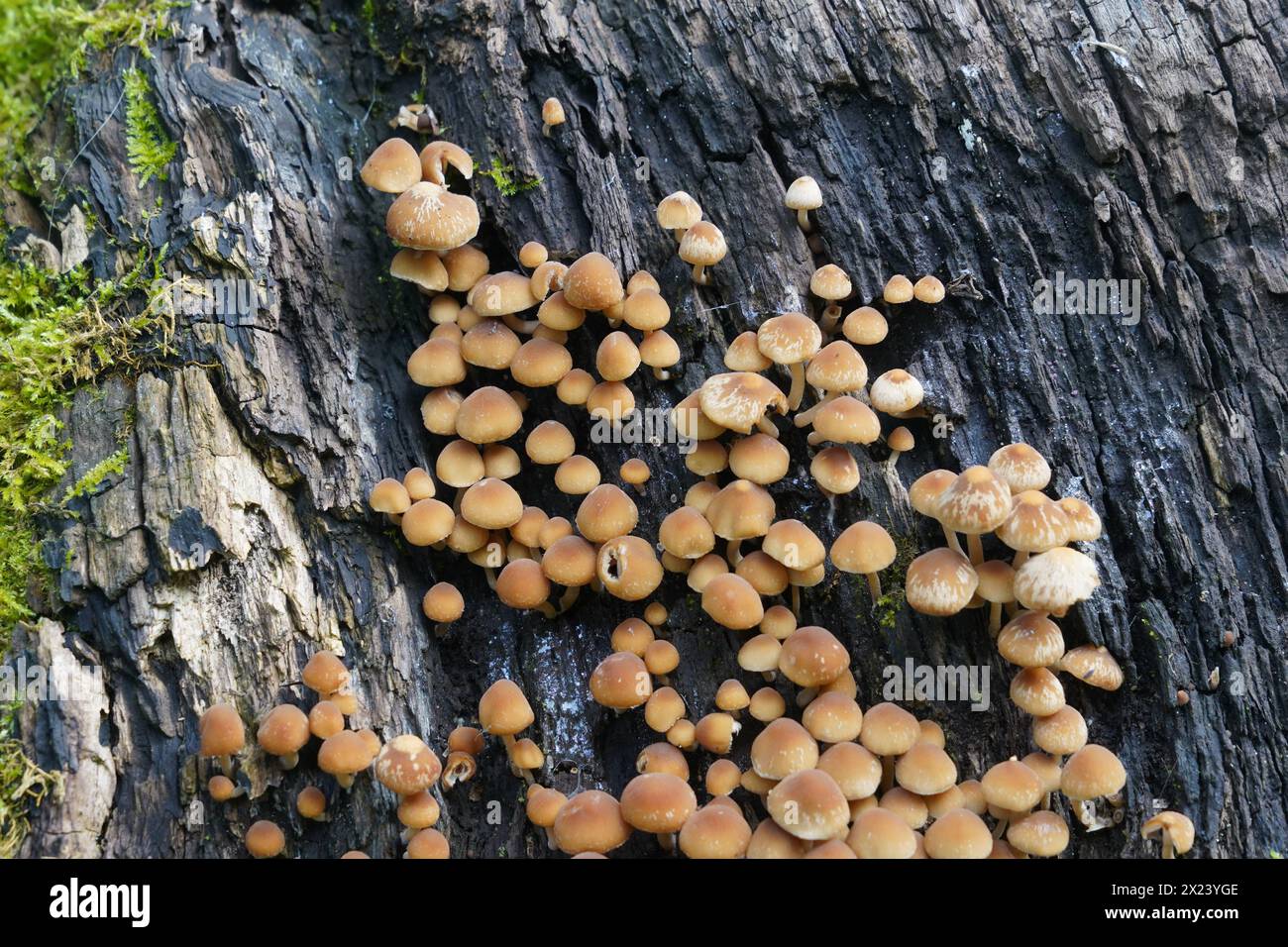 Champignon comestible, Hypholoma capnoides, de la famille des Strophariaceae, poussant sur un tronc d'arbre en décomposition. Banque D'Images