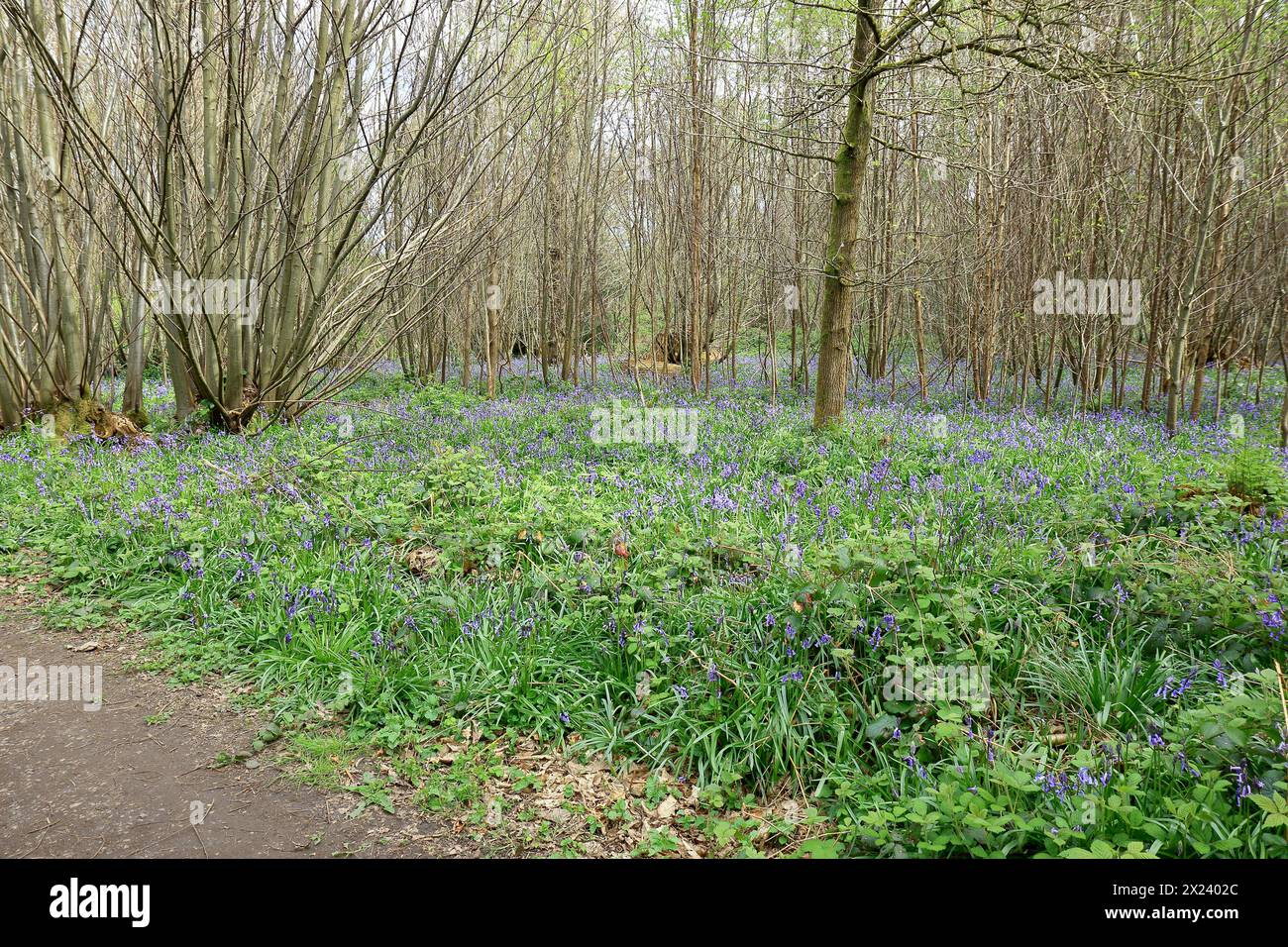 Un lit de bluebells au bord des bois à Trosley Banque D'Images