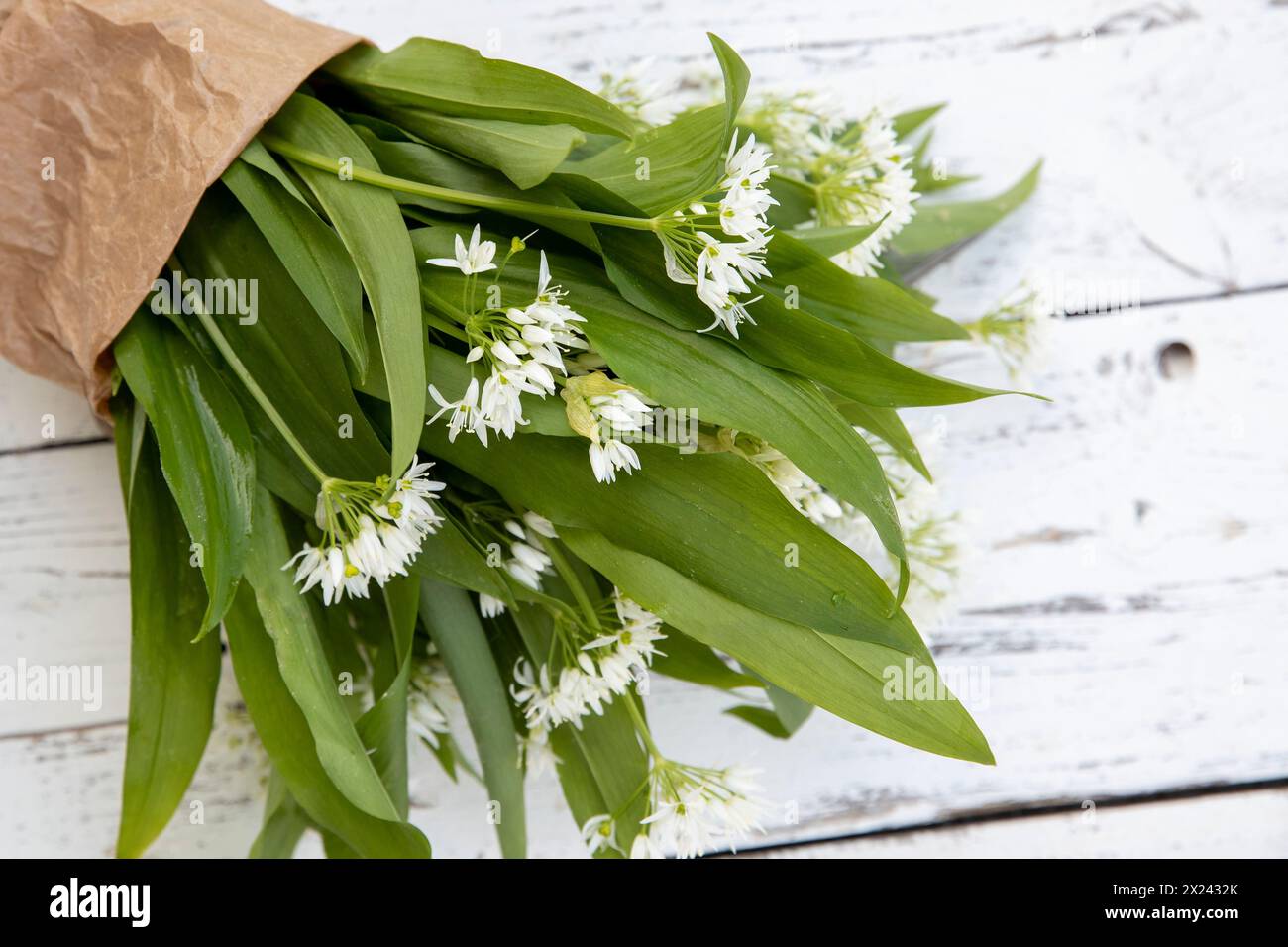 Un bouquet d'ail sauvage avec des fleurs Banque D'Images