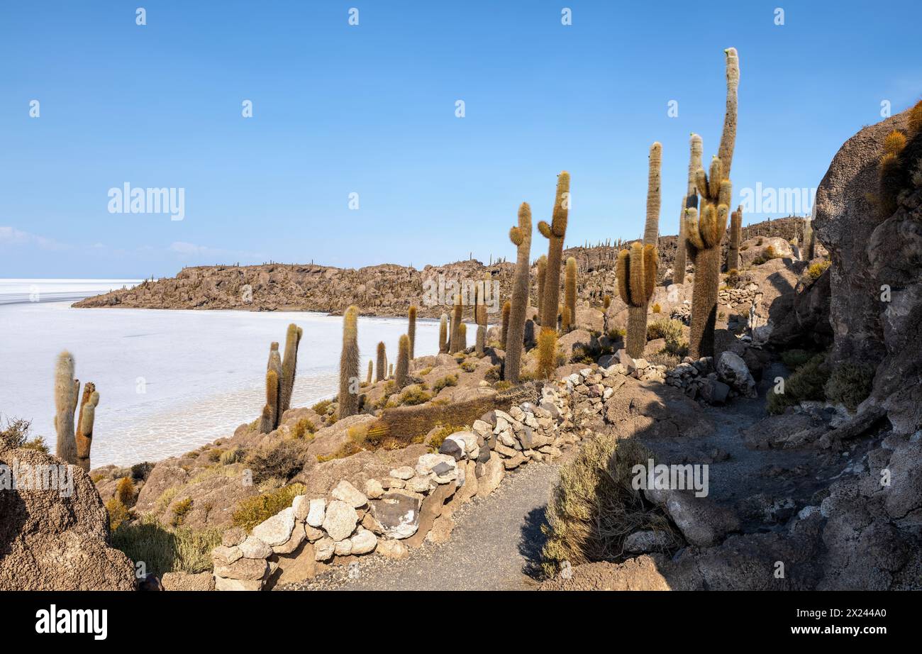 Island Incahuasion (Isla Incahuasi) sur les salines boliviennes Banque D'Images
