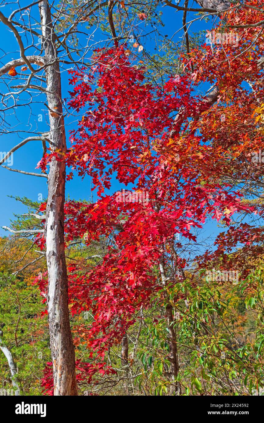 Rouges brillants sur une crête en automne dans le parc d'État de Hocking Hills Banque D'Images