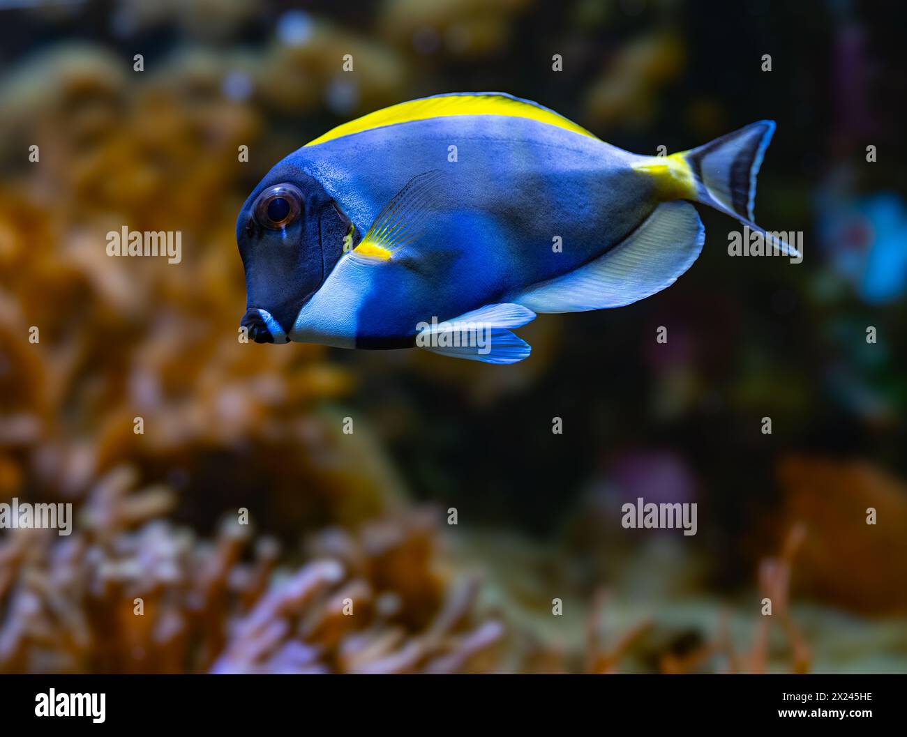 Poisson bleu-blanc, Acanthurus leucosternon / Weißkehl-Doktorfisch Banque D'Images