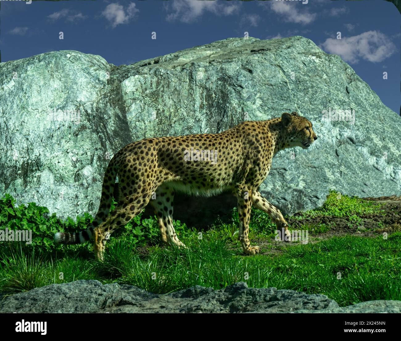 Le guépard (Acinonyx jubatus) est un grand chat et l'animal terrestre le plus rapide. Originaire d'Afrique. Banque D'Images