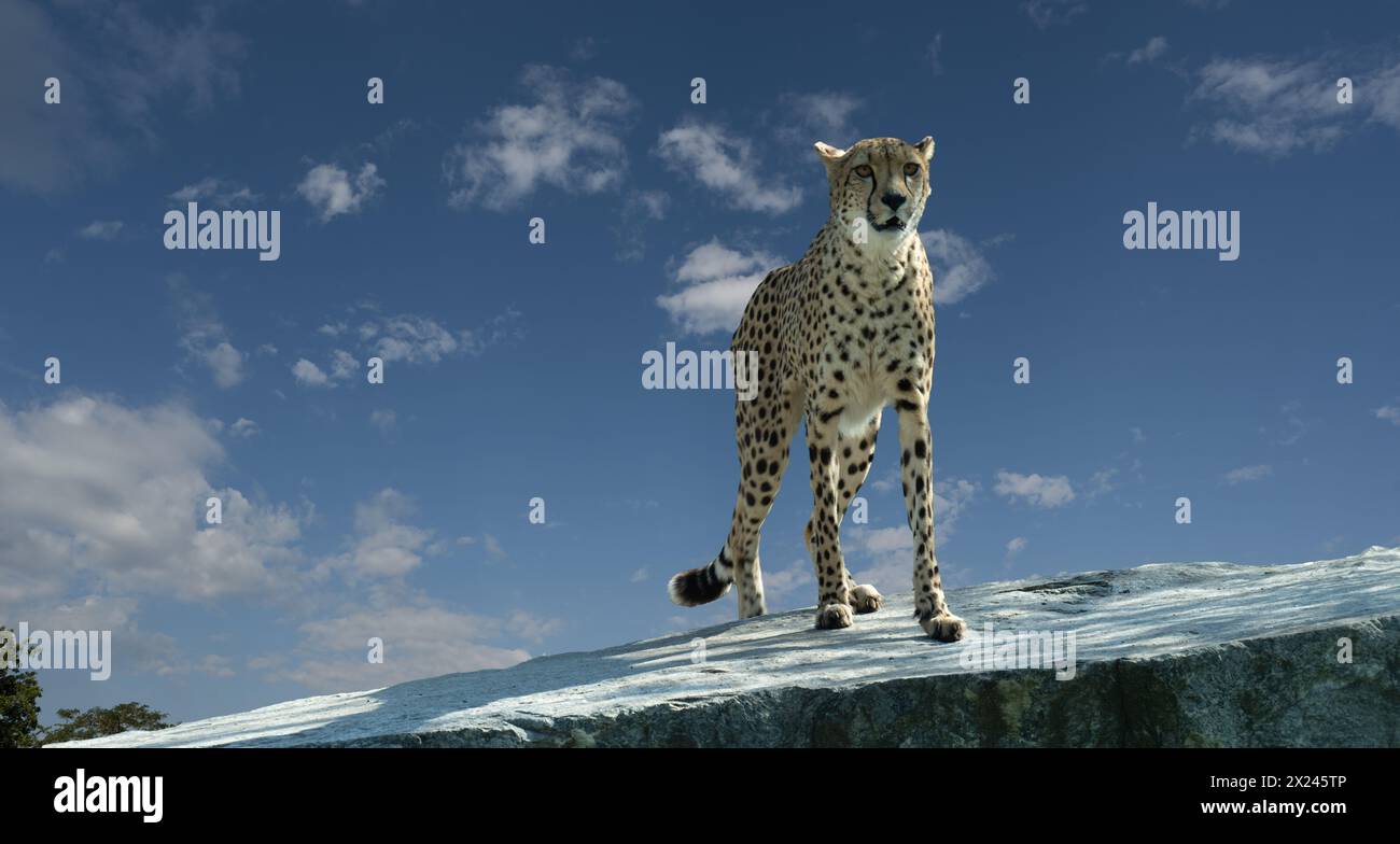Le guépard (Acinonyx jubatus) est un grand chat et l'animal terrestre le plus rapide. Originaire d'Afrique. Banque D'Images