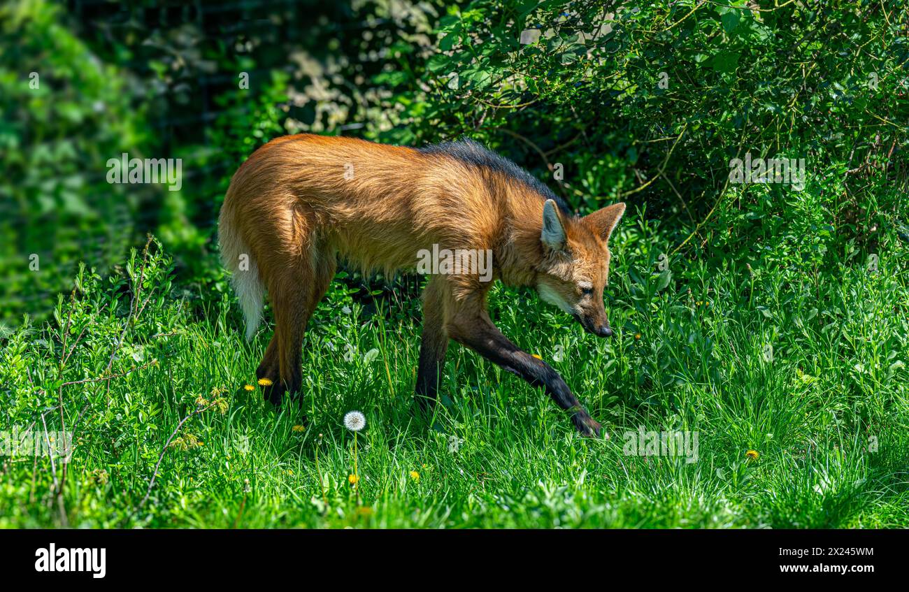 Loup mannequin (Chrysocyon brachyurus) dans l'habitat typique des prairies du Cerrado Banque D'Images