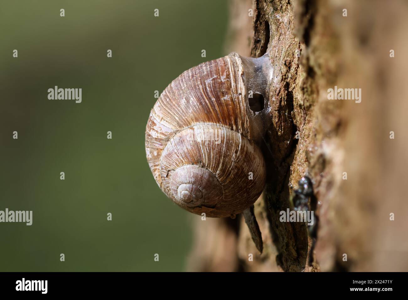 Un escargot romain s'accroche à un tronc d'arbre. Banque D'Images