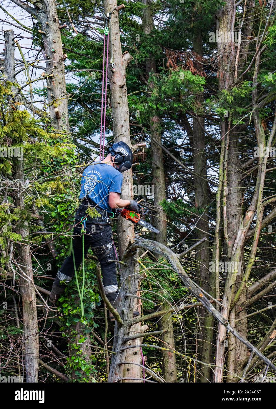 Bûcheron au travail Banque D'Images
