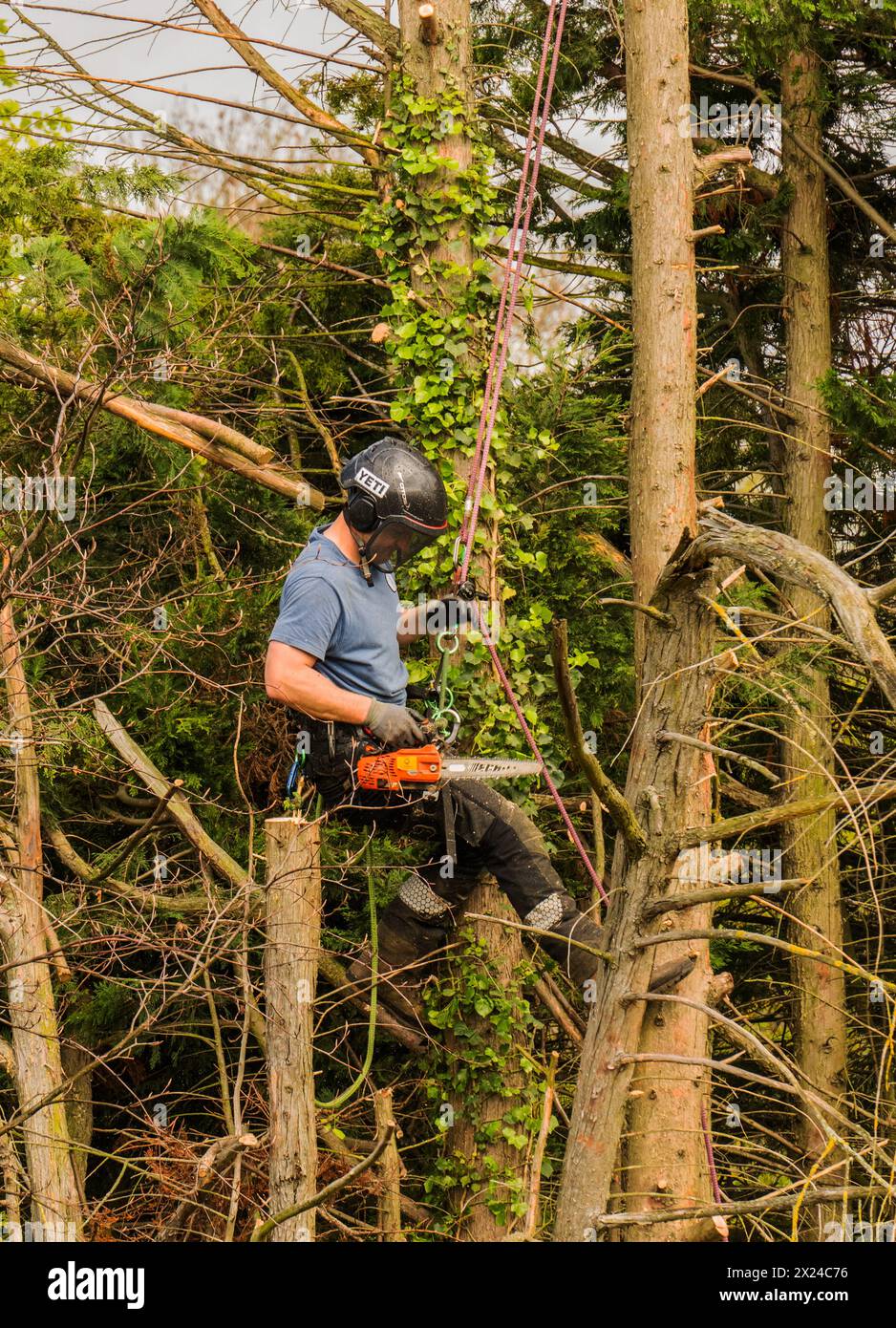 Bûcheron au travail Banque D'Images