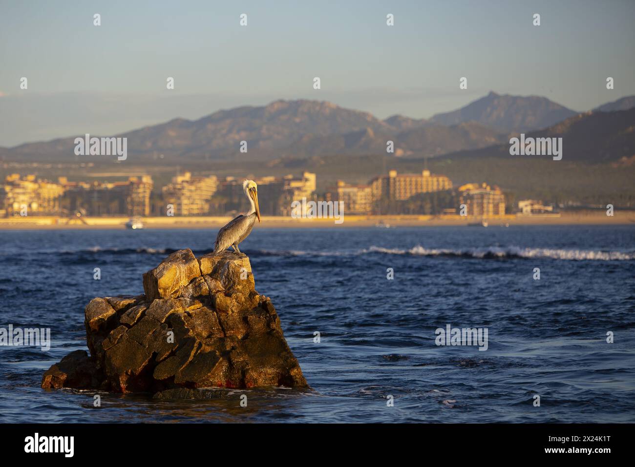 Un pélican se trouve sur un rocher à Cabo San Lucas BCS Mexico Banque D'Images