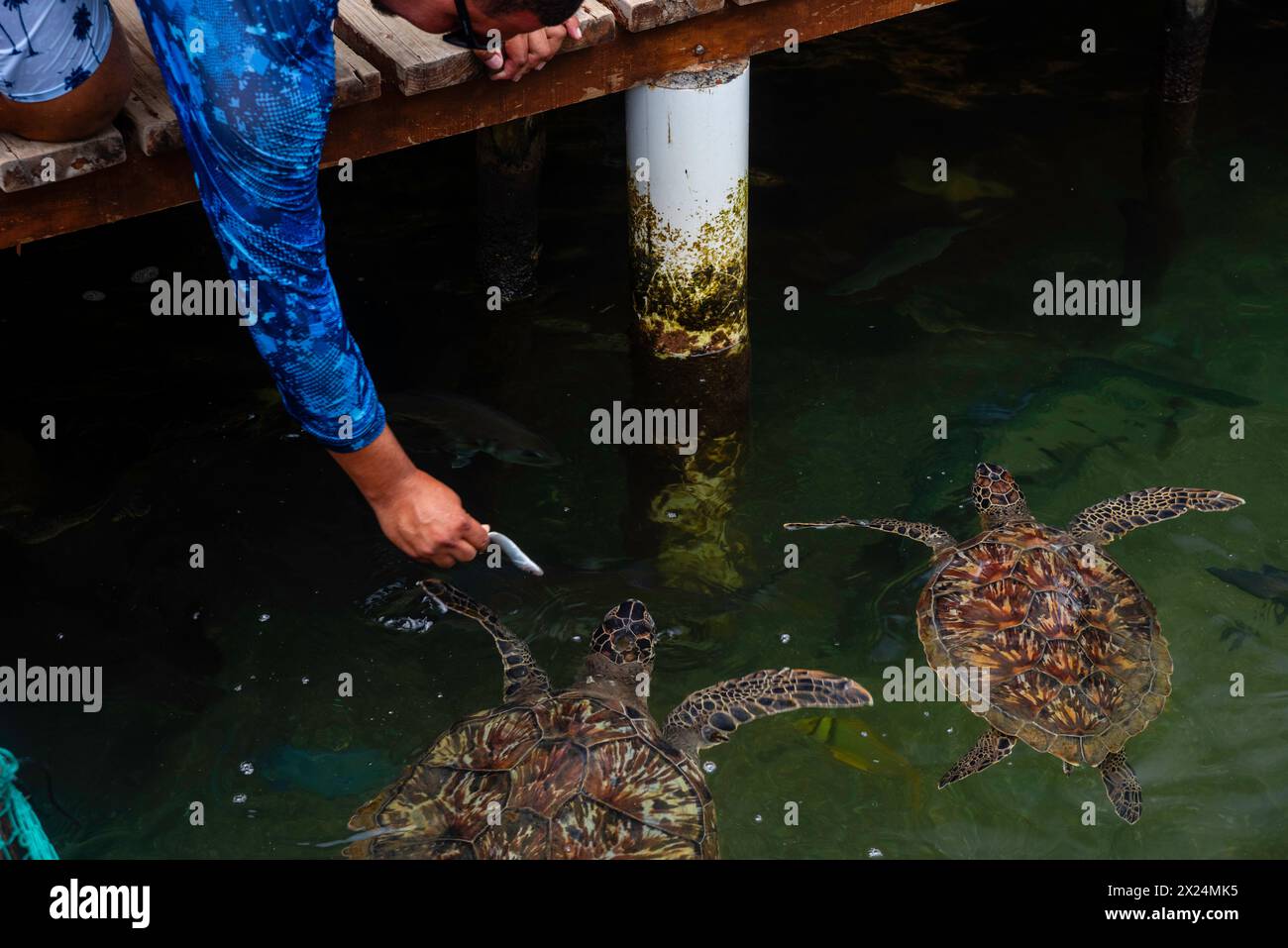 Une personne nourrit une tortue de mer (Chelonia mydas) dans un sanctuaire, Roat‡n, Honduras. Banque D'Images