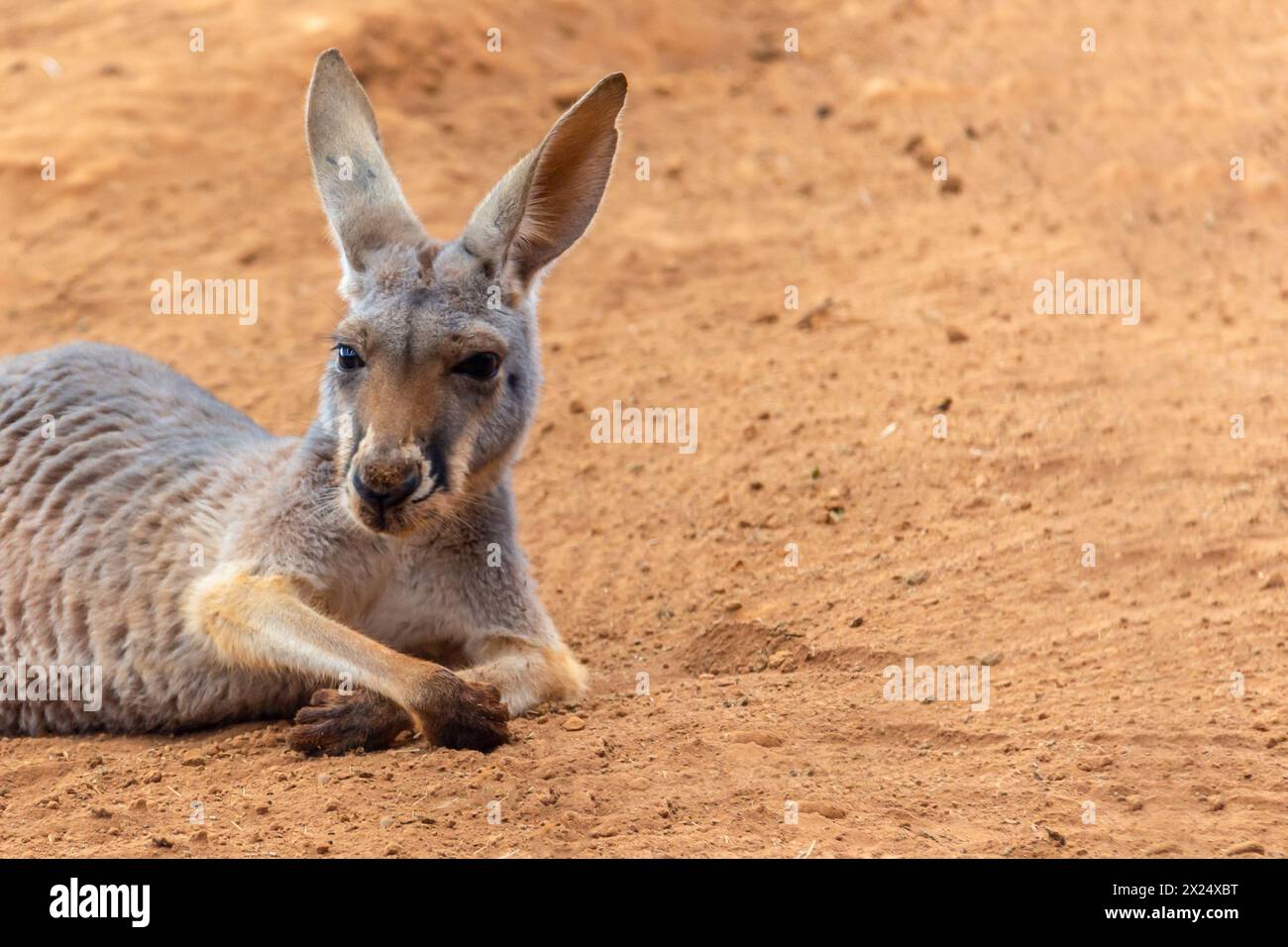 Kangourou gris de l'est (Macropus giganteus), curieux, sur Sandy Beach, Pebbly Beach, Nouvelle-Galles du Sud, Australie, Océanie Banque D'Images