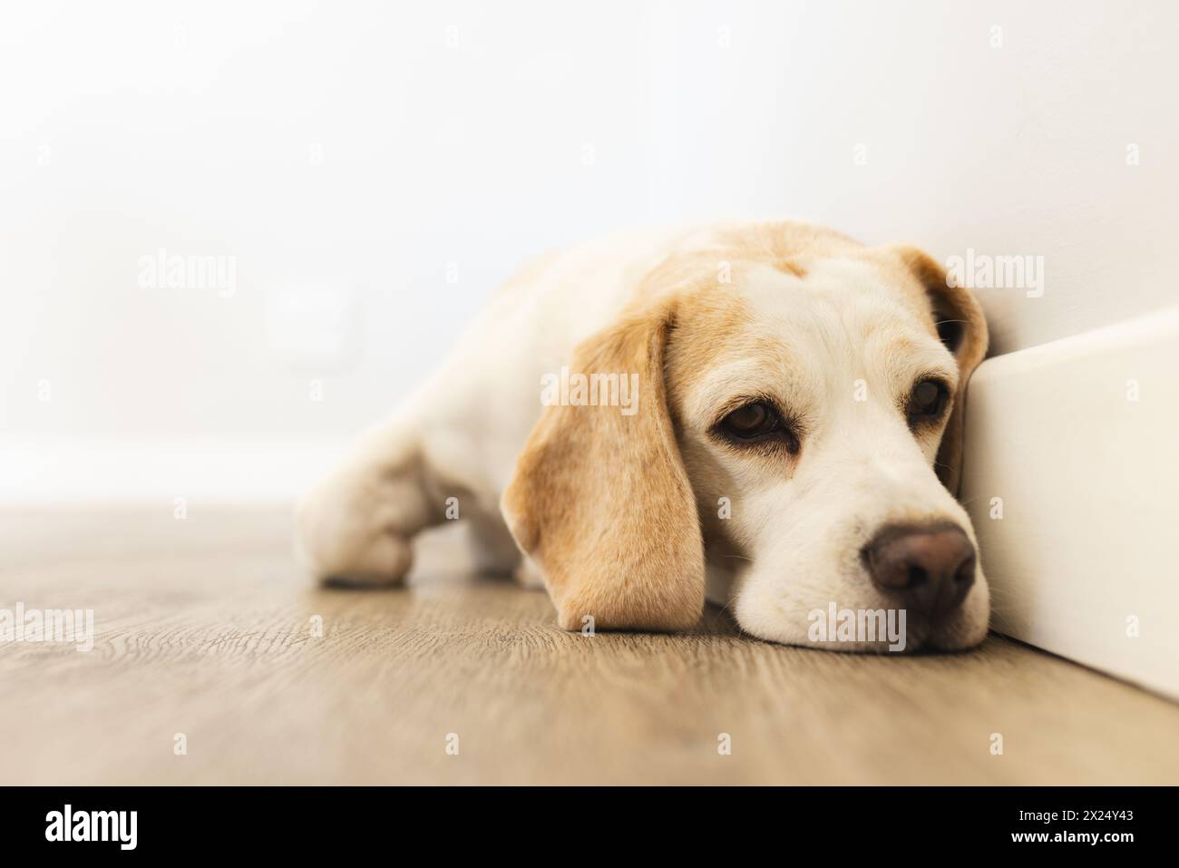 Beagle senior allongé sur le plancher en bois à la maison, l'air fatigué et triste, espace de copie Banque D'Images