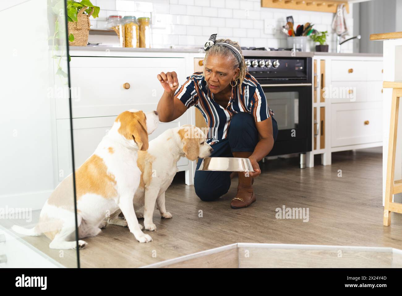 Femme aînée afro-américaine nourrissant deux chiens dans la cuisine à la maison. Elle a les cheveux gris, portant une chemise rayée, agenouillée avec un bol, inaltérée Banque D'Images