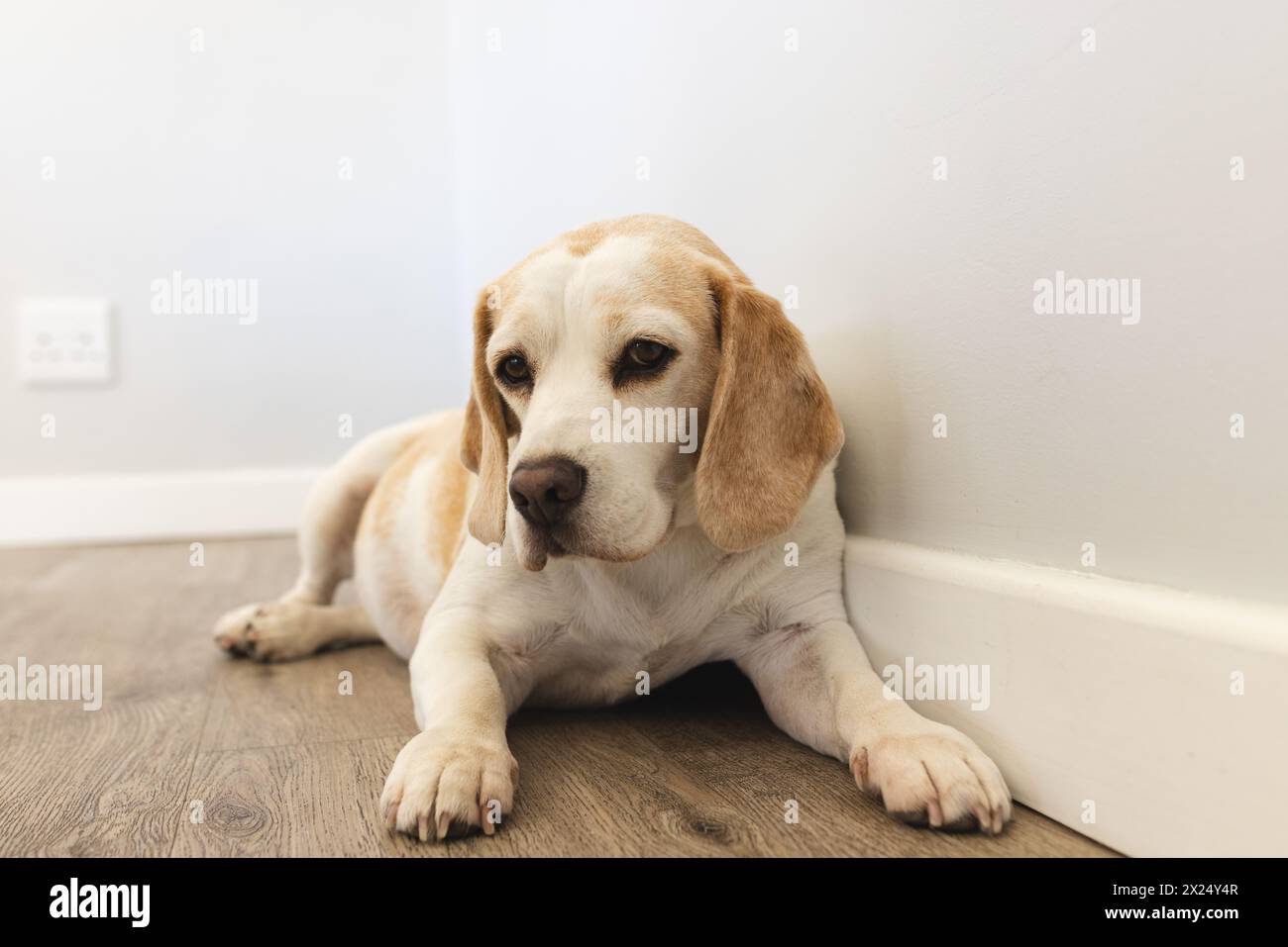 Un beagle couché sur plancher en bois à l'intérieur de la maison, regardant calme à la maison, espace de copie Banque D'Images