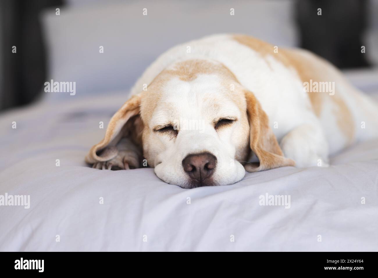 Chien senior dormant paisiblement à la maison sur un lit blanc, espace de copie Banque D'Images
