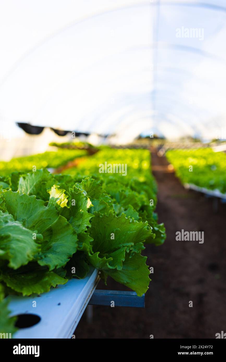 Des rangées de laitue verte luxuriante poussent dans des jardinières de serre hydroponiques, espace de copie Banque D'Images